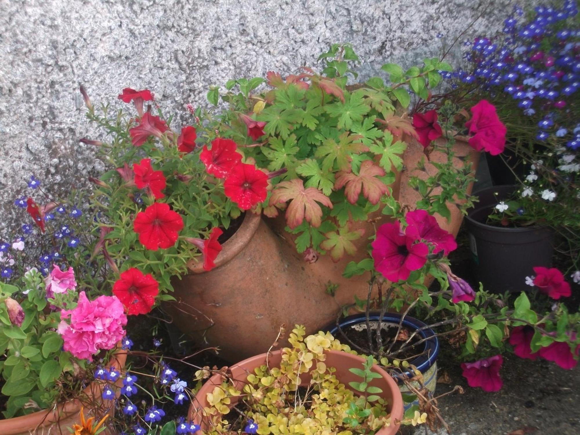 Fuchsia House Bed And Breakfast Connemara Renvyle Exterior foto